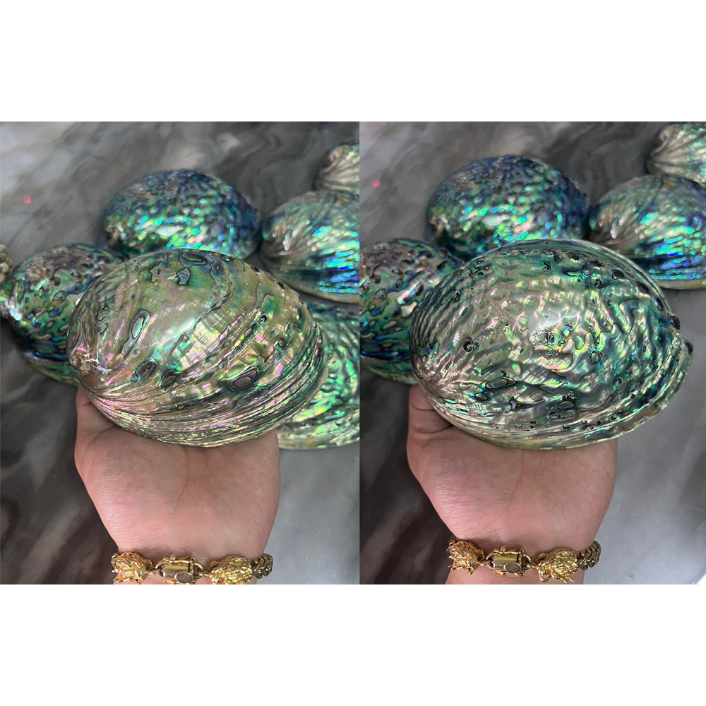 Abalone Shells — view 6