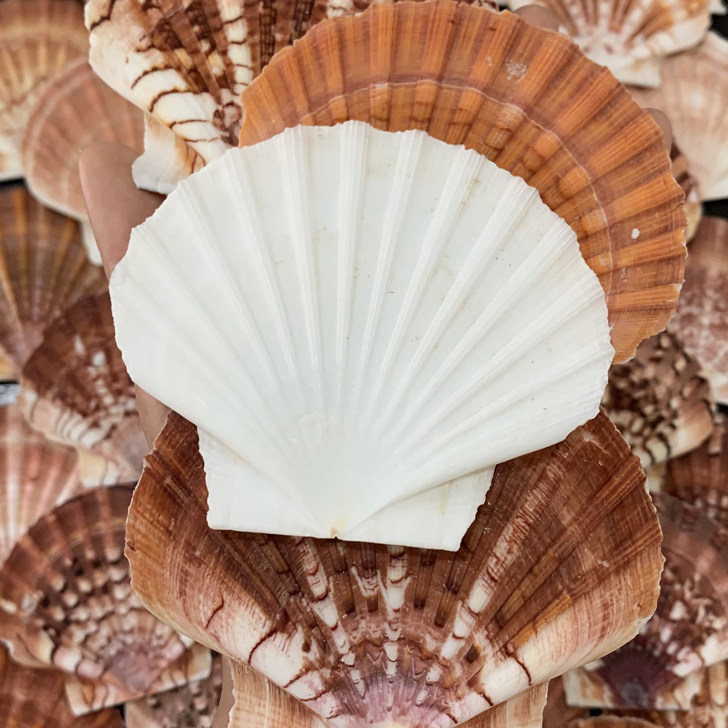 Australian Disc Scallop Shells — view 2