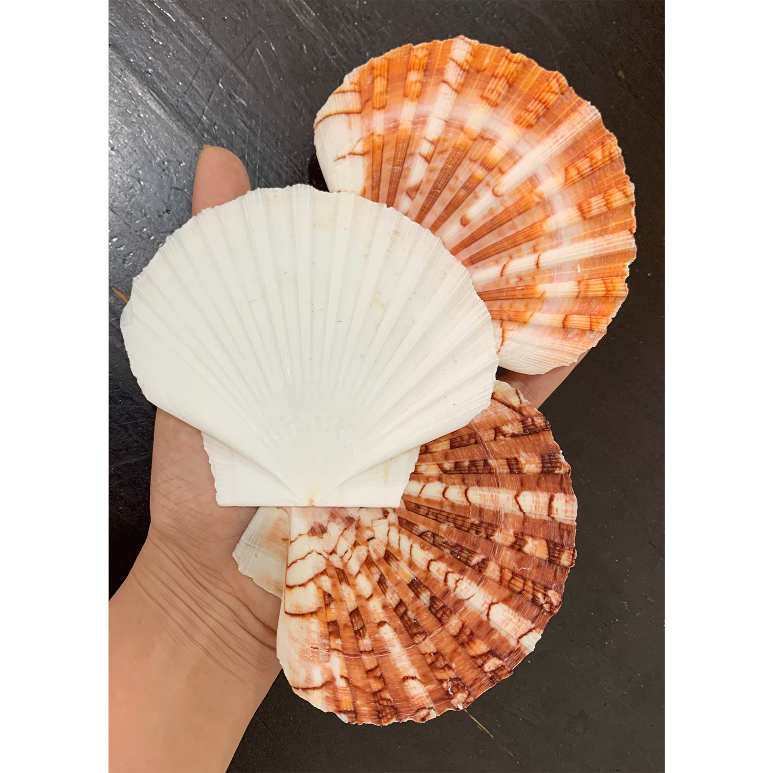 Australian Disc Scallop Shells — view 3