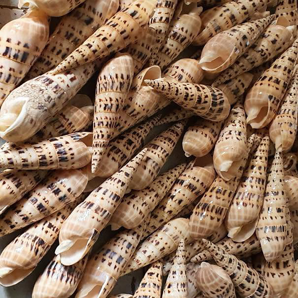 Bamboo Auger Shells — view 2