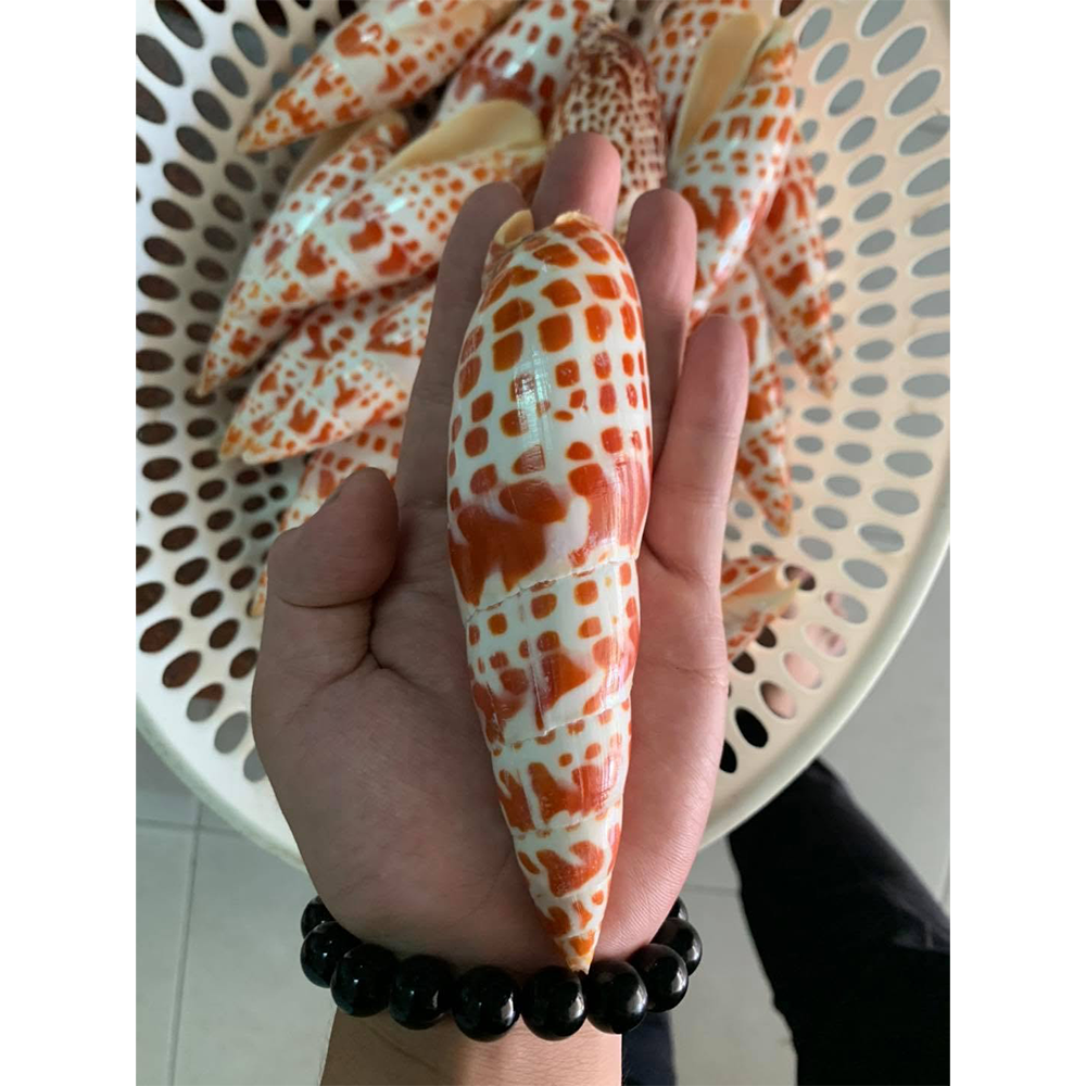 Bamboo Auger Shells — view 4