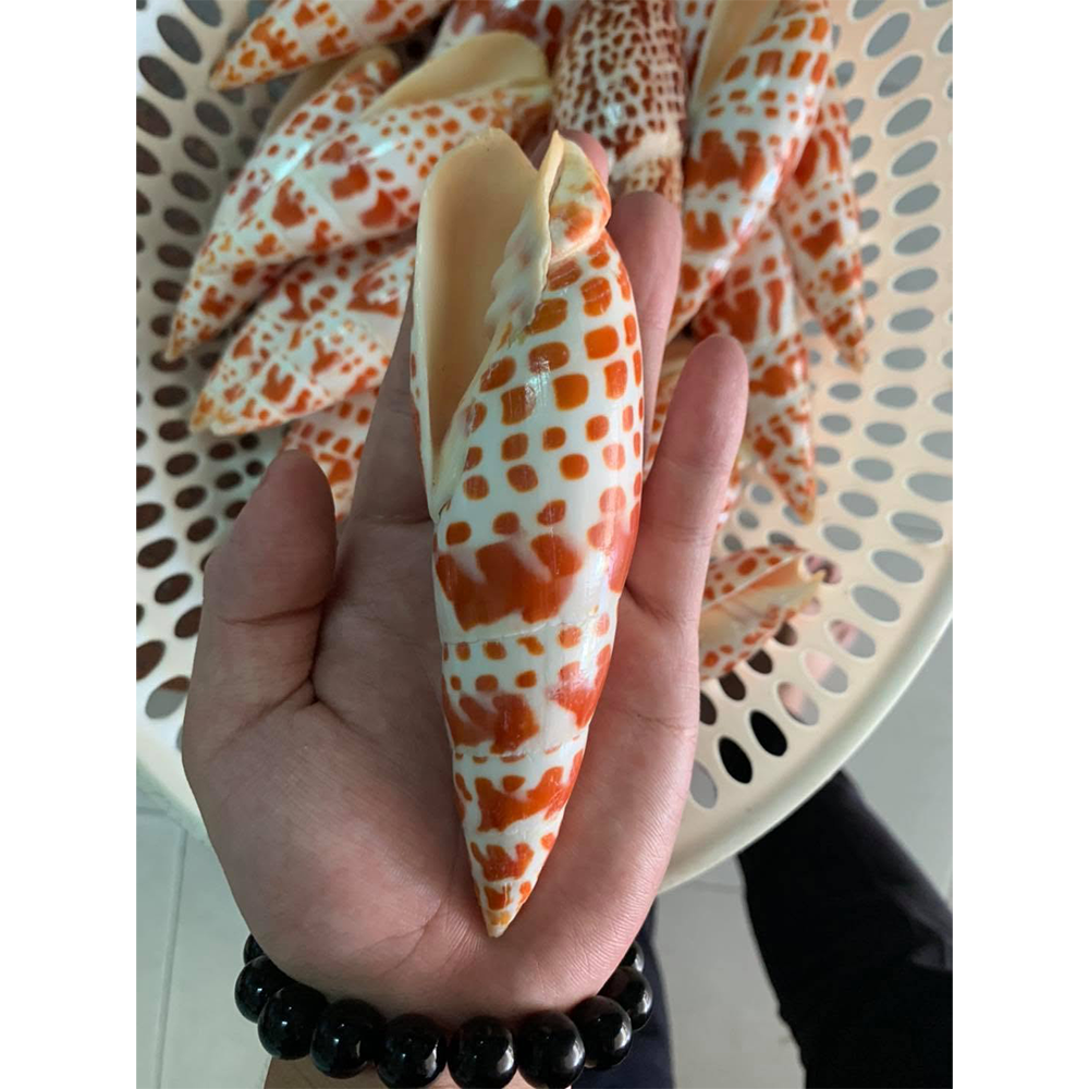 Bamboo Auger Shells — view 5