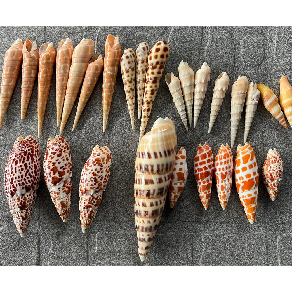 Bamboo Auger Shells — view 7