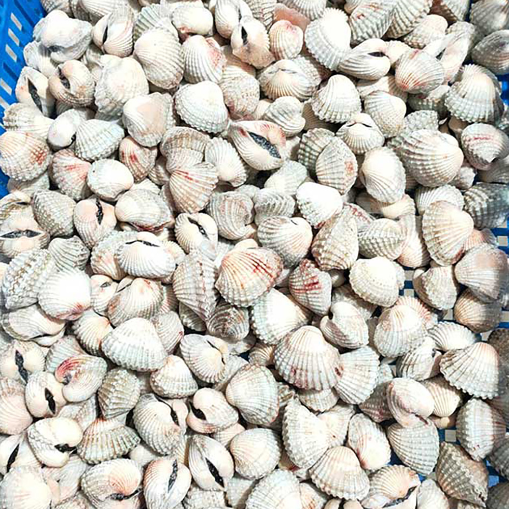 Bleached Blood Cockle Shells — view 2