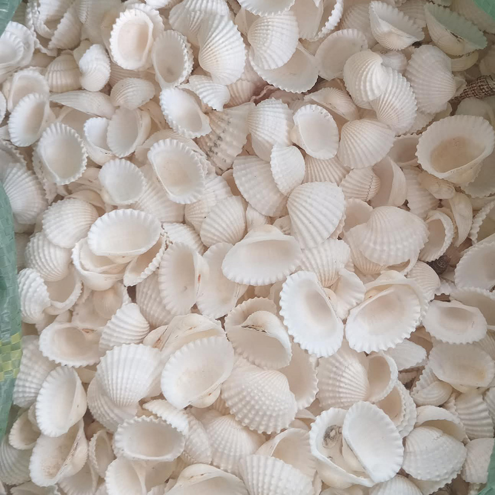 Bleached Blood Cockle Shells — view 3