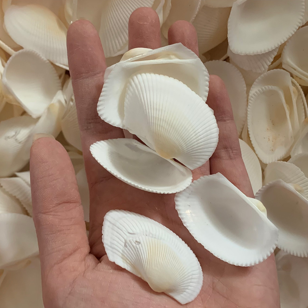 Bleached Blood Cockle Shells — view 4