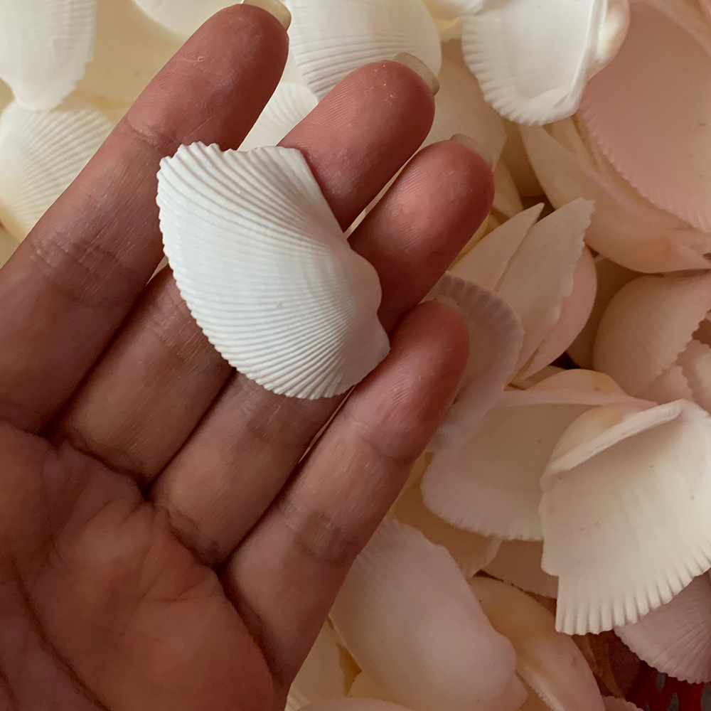 Bleached Blood Cockle Shells — view 6