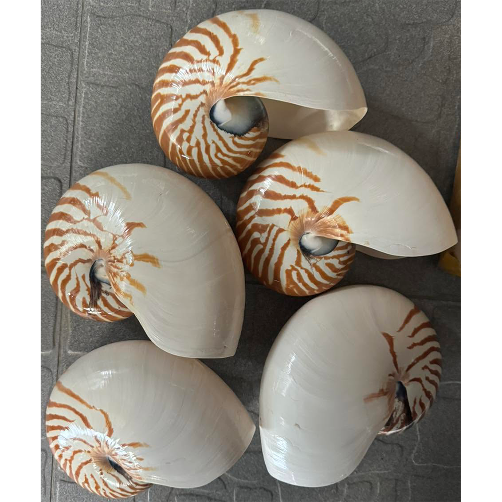 Chambered Nautilus Shells — view 2