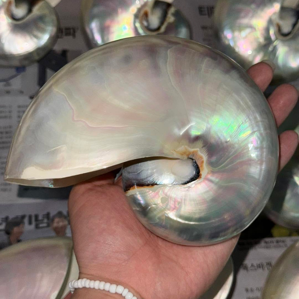Chambered Nautilus Shells — view 5