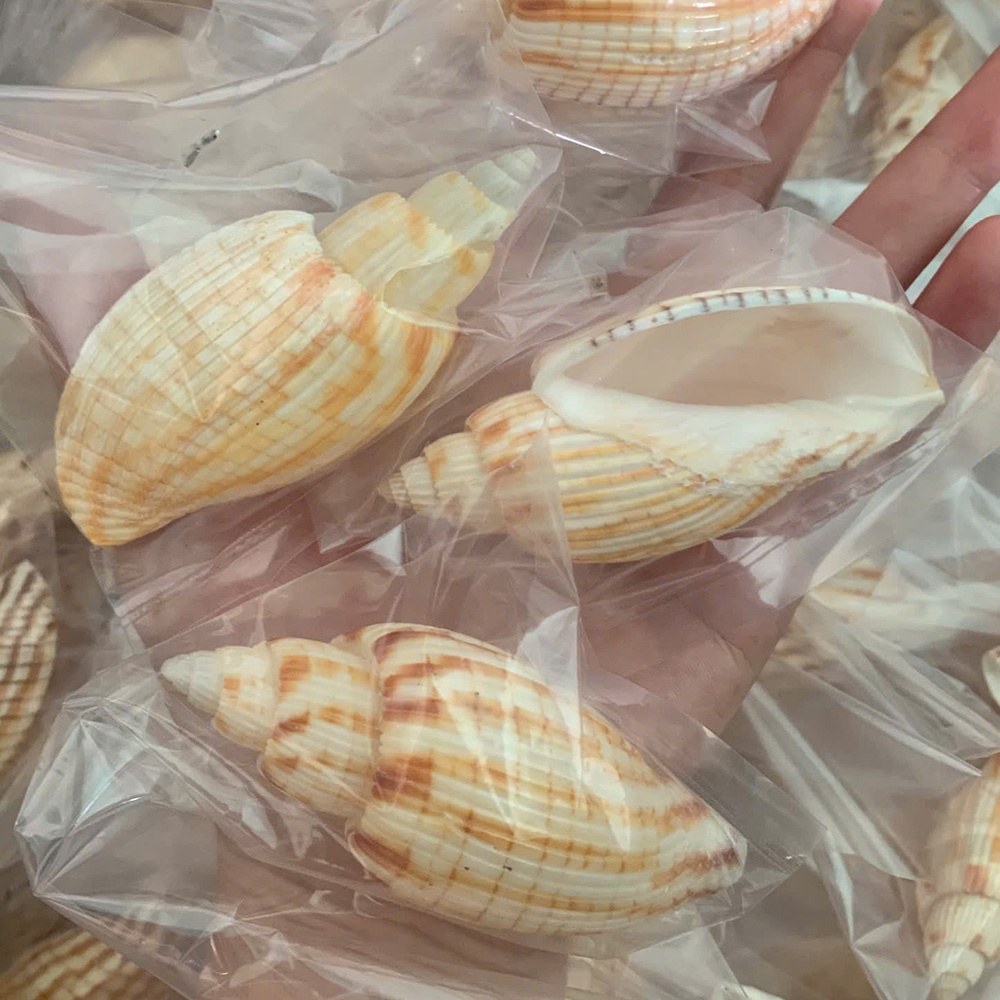 Checkered Volute Shells — view 2