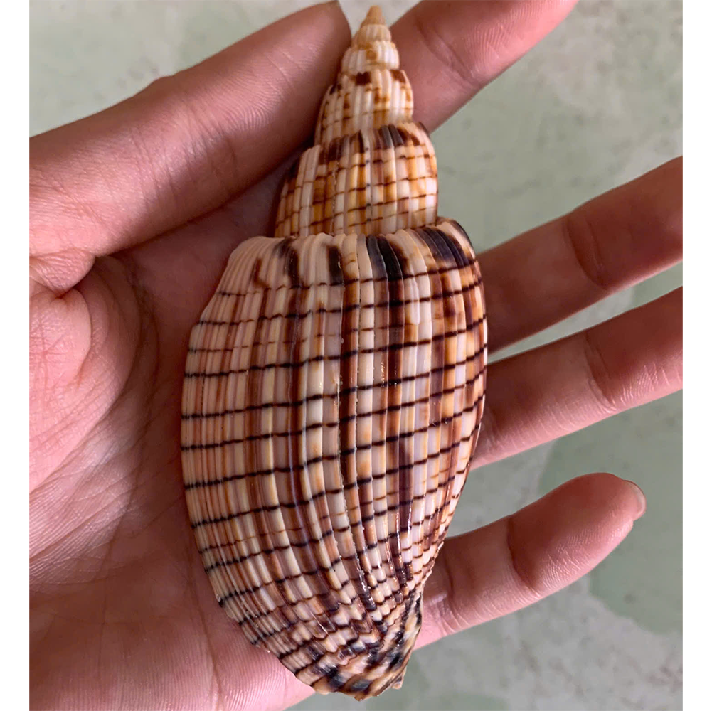 Checkered Volute Shells — view 3