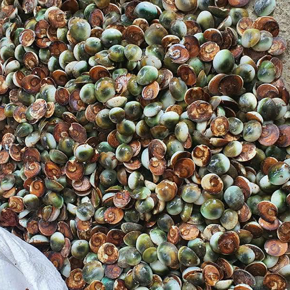 Conch Lids — view 2