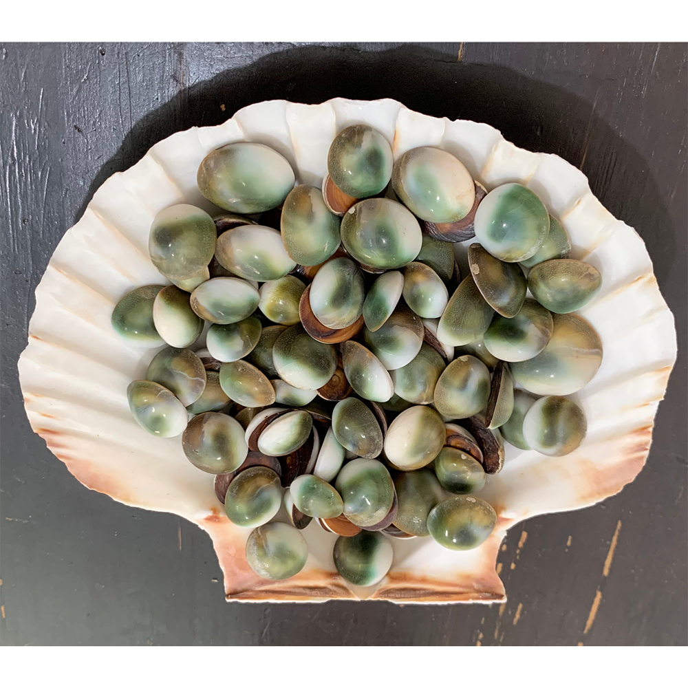 Conch Lids — view 5