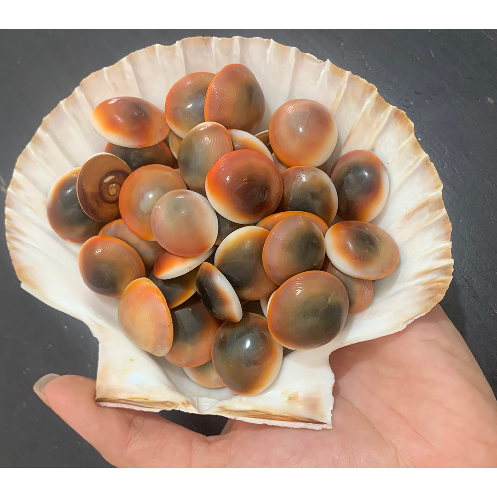 Conch Lids — view 7