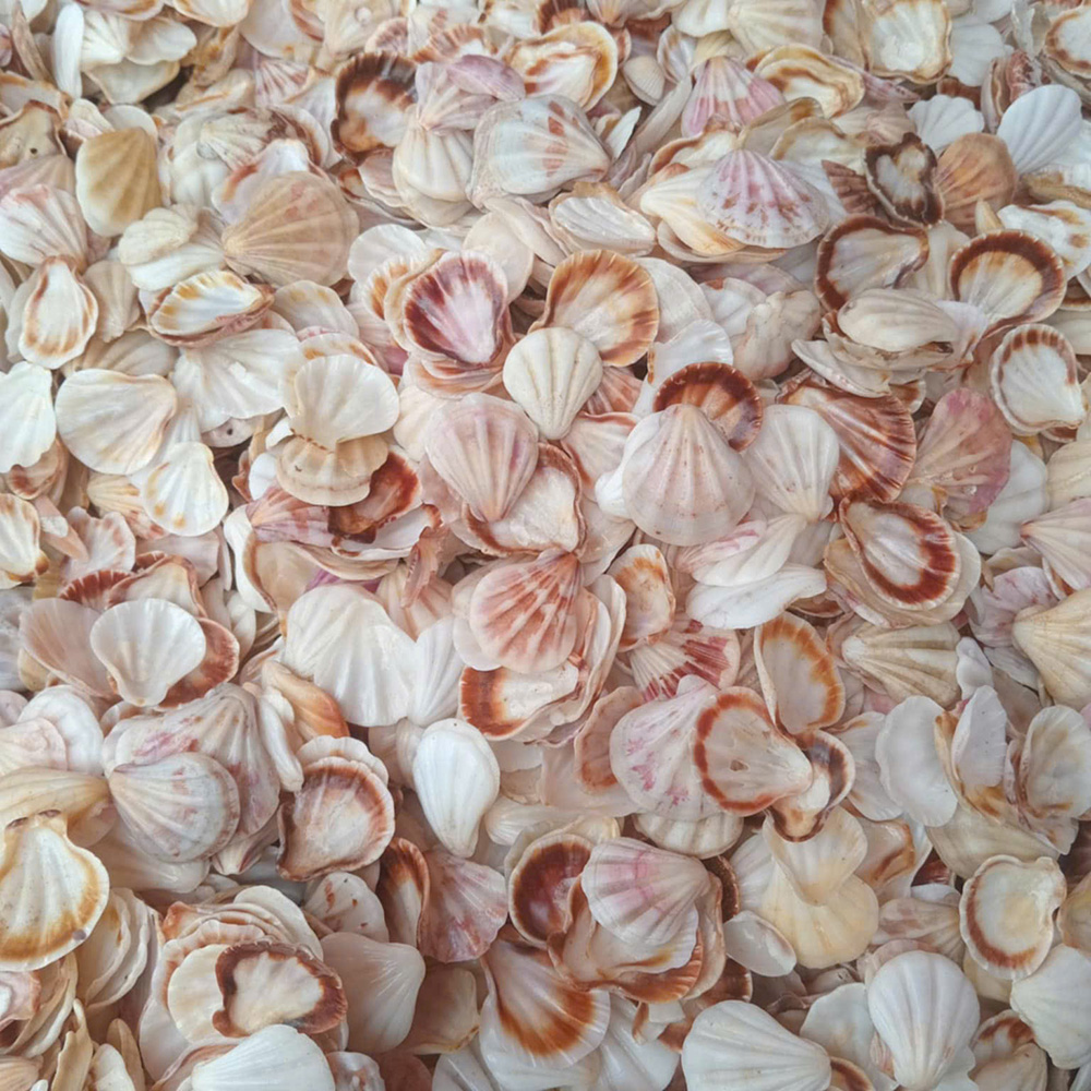 Colorful Scallop Shells — view 2