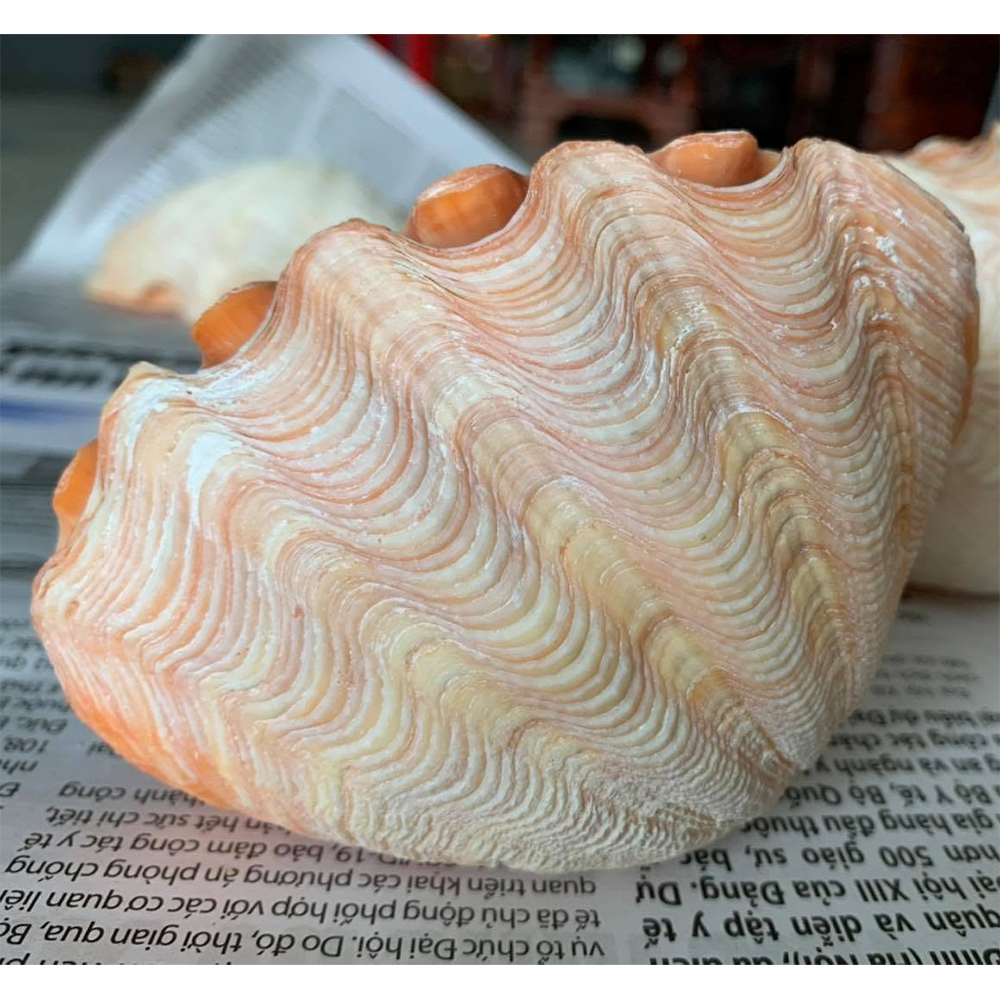 Giant Clam Shells — view 2