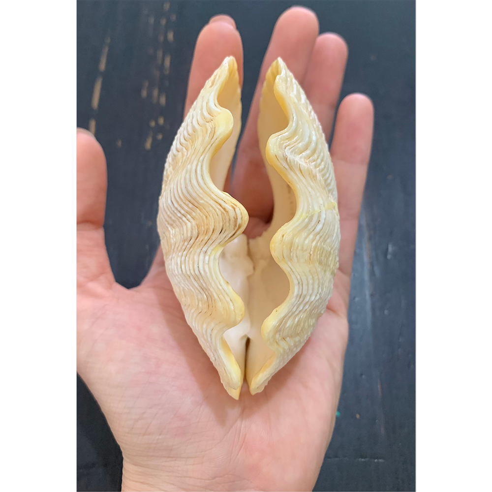 Giant Clam Shells — view 5