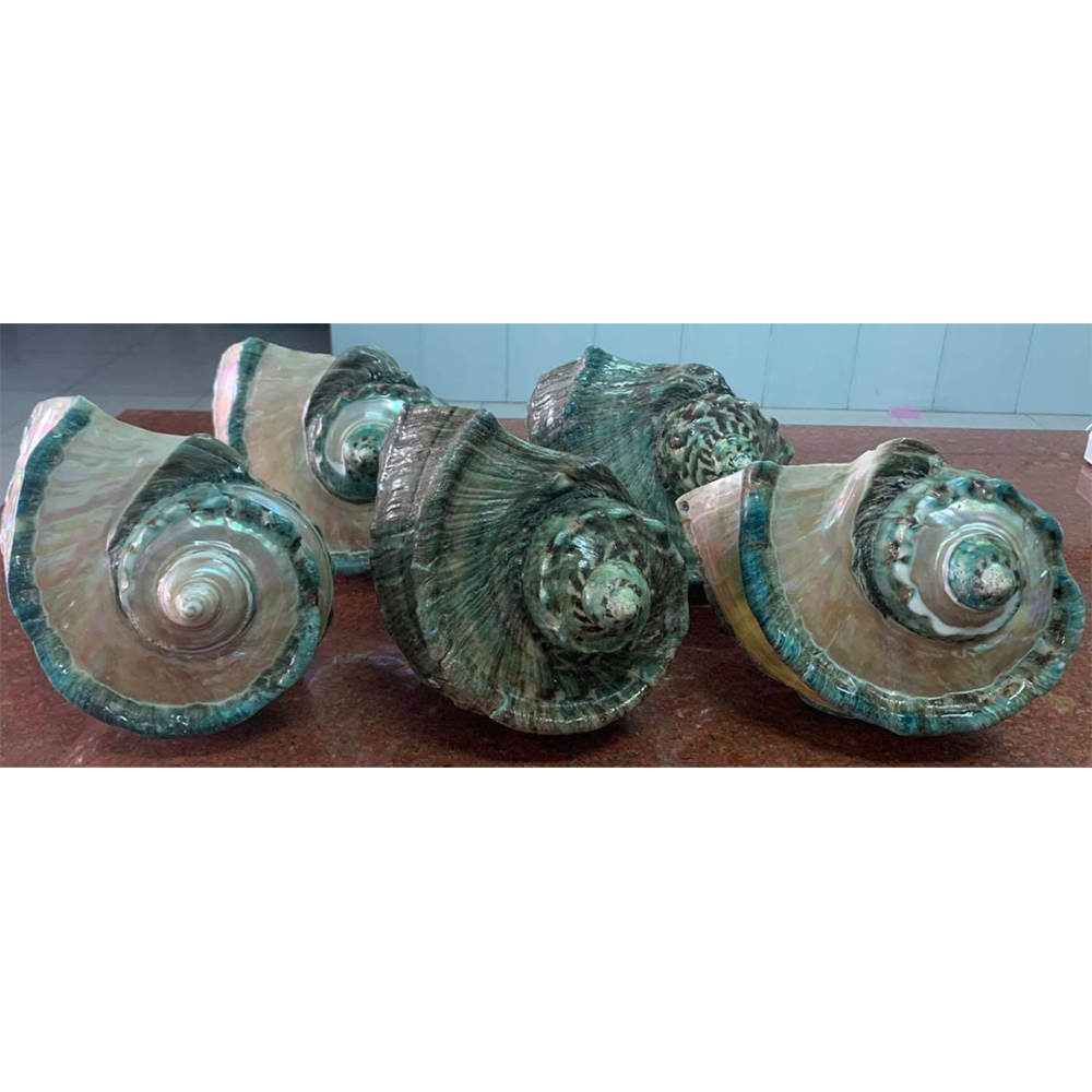 Polished Green Turbo Shells — view 2