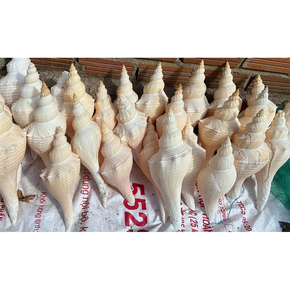 Horse Conch Shells — view 2