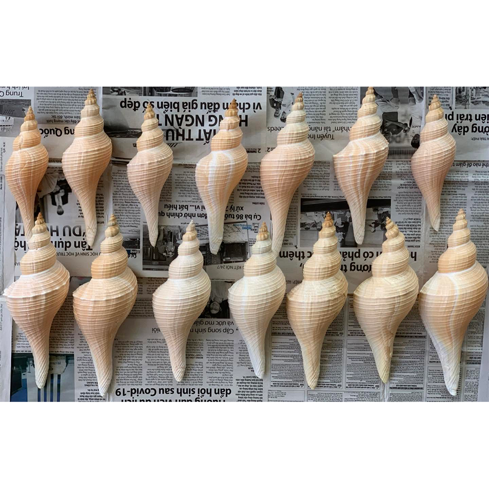 Horse Conch Shells — view 3
