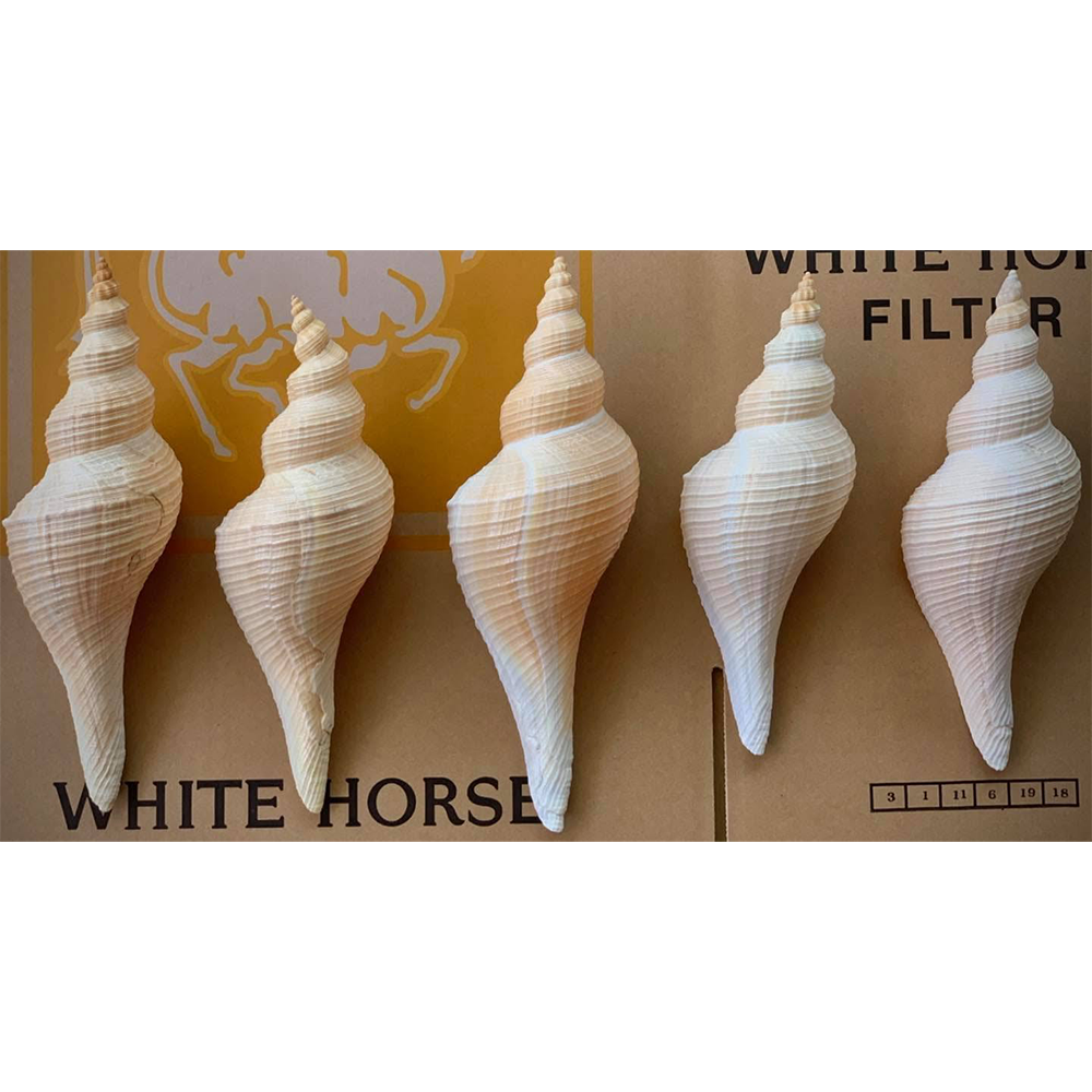 Horse Conch Shells — view 4
