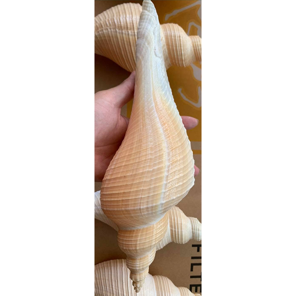 Horse Conch Shells — view 5