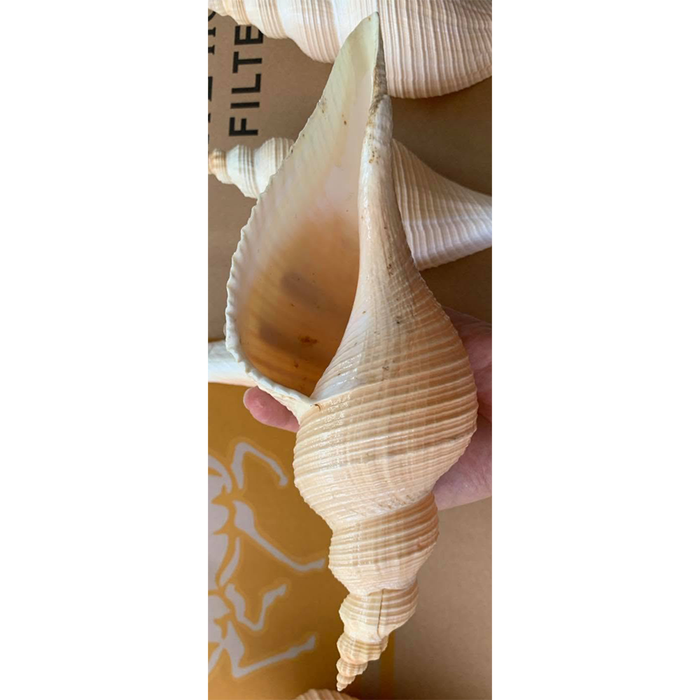 Horse Conch Shells — view 6