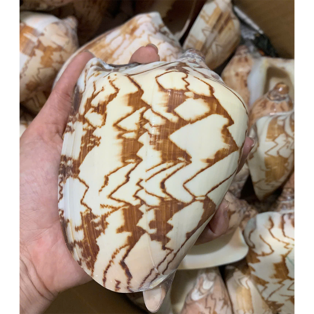 Indian Volute Shells — view 2