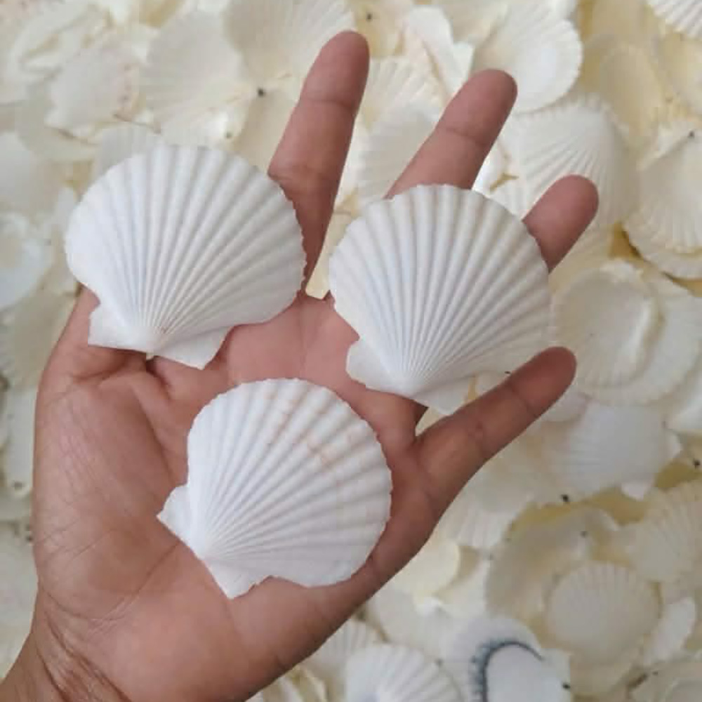 Irregular Scallop Shells — view 3