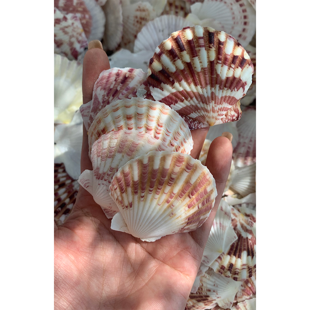 Irregular Scallop Shells — view 4