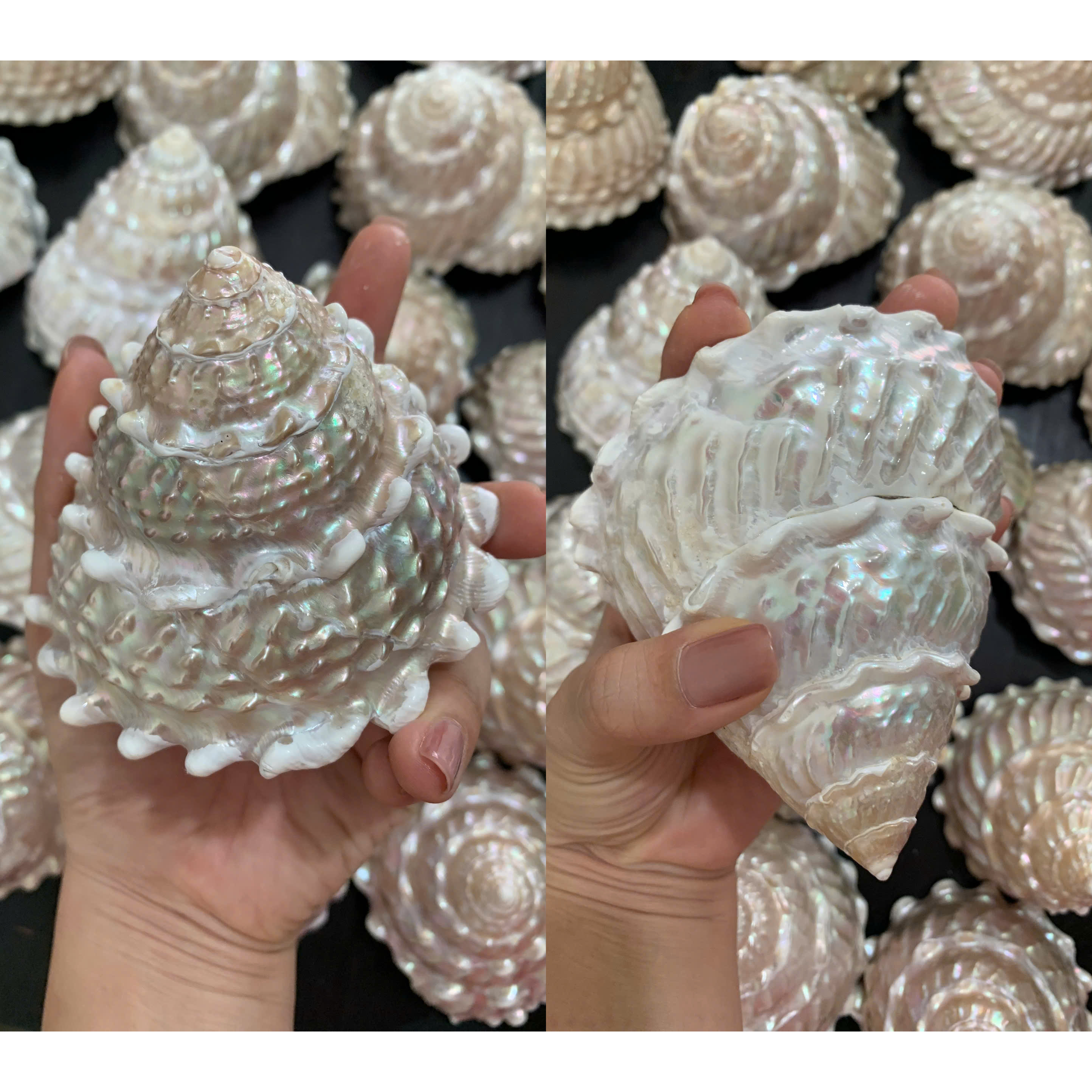 Knobbed Pearl Top Shells — view 3