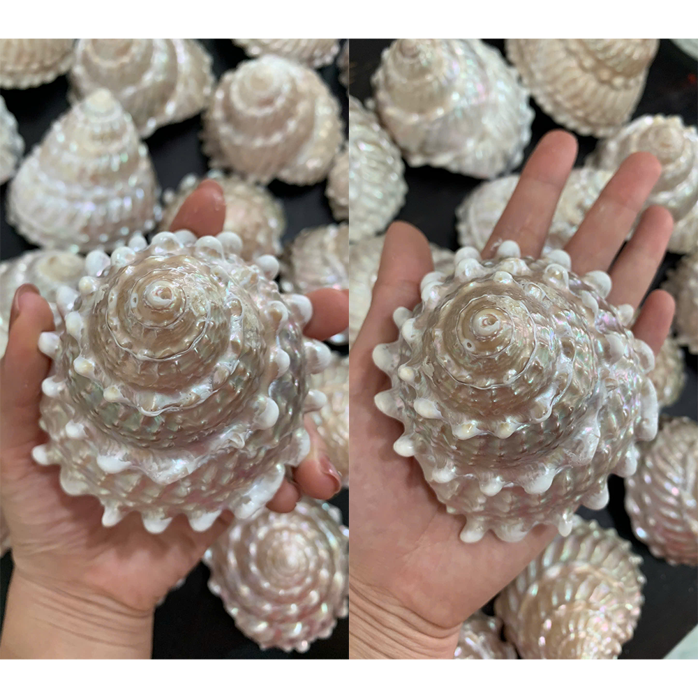 Knobbed Pearl Top Shells — view 4