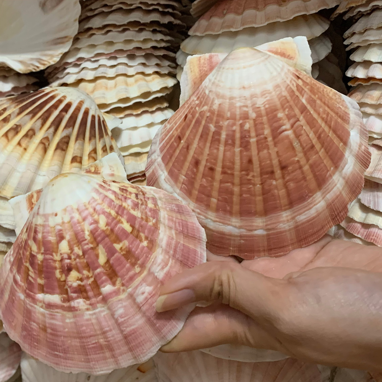 Natural Australian Scallop Shells — view 4