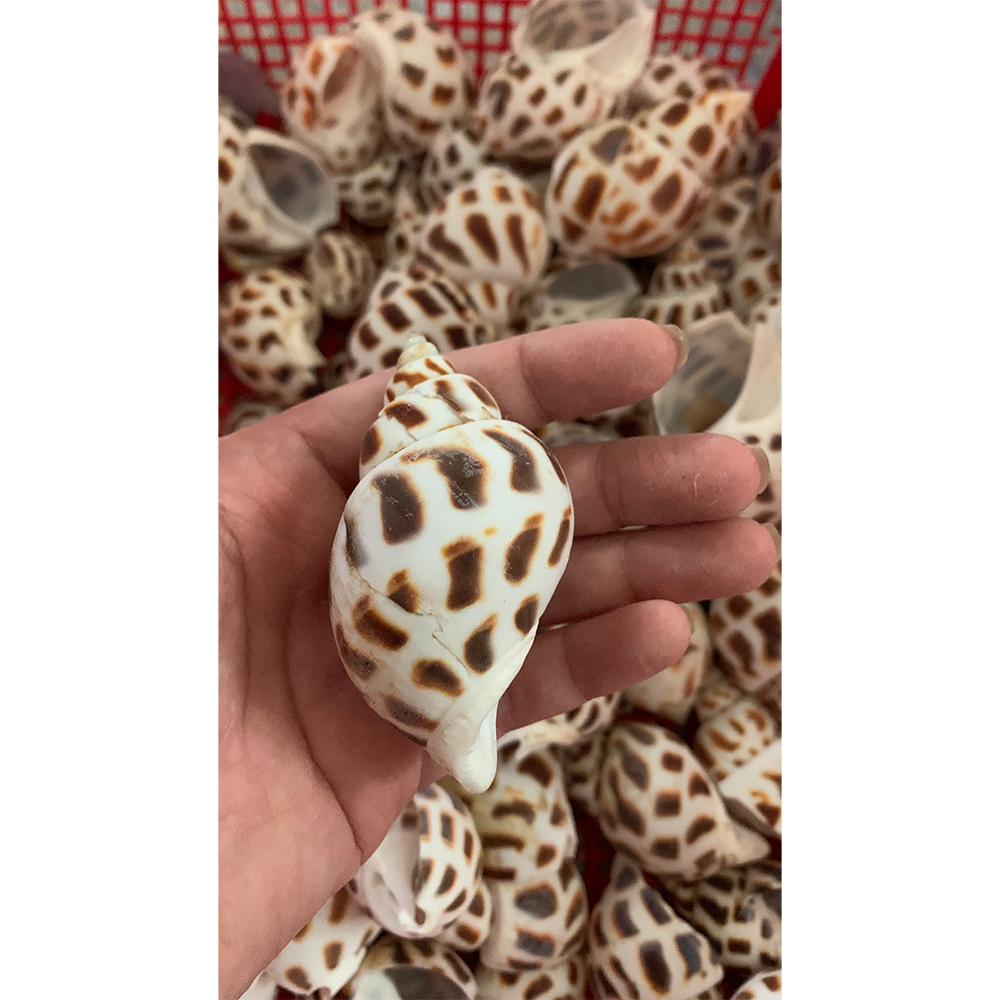 Natural Babylon Shells — view 2