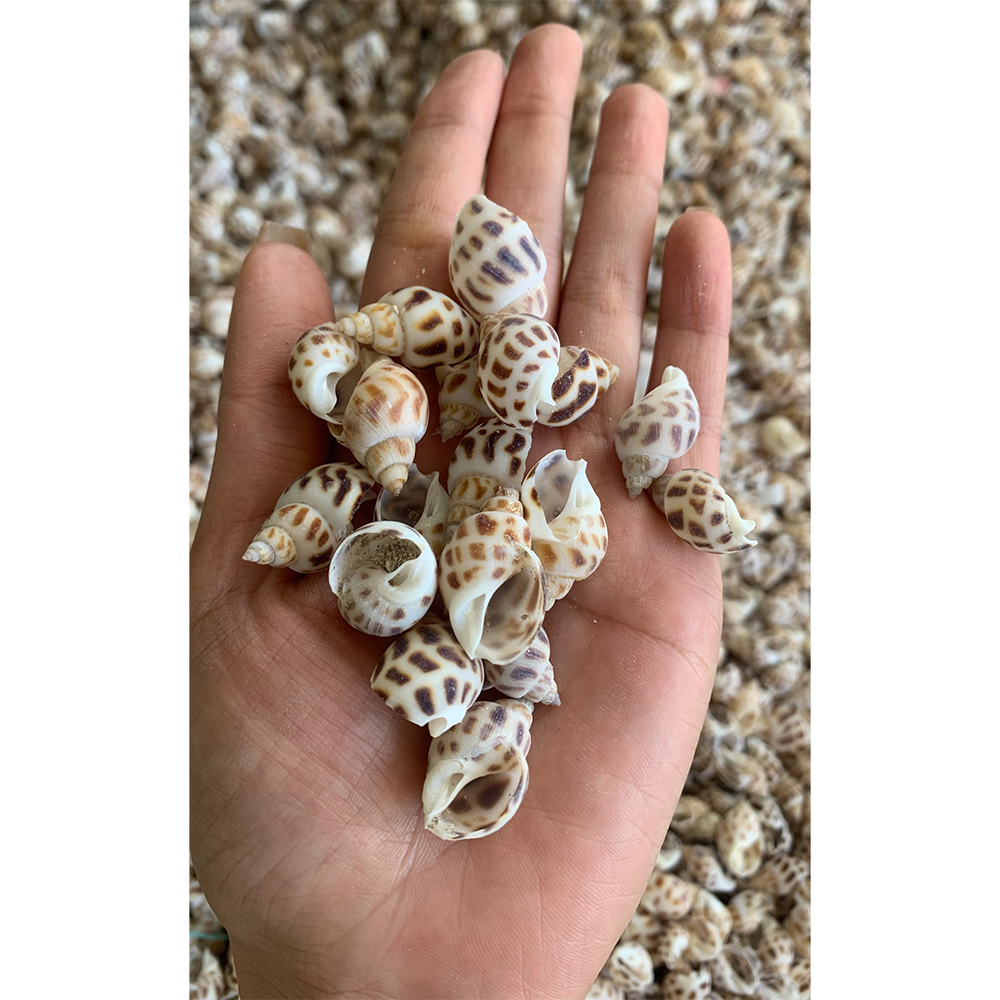 Natural Babylon Shells — view 3