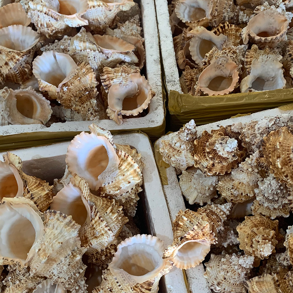 Natural Frog Shells — view 3