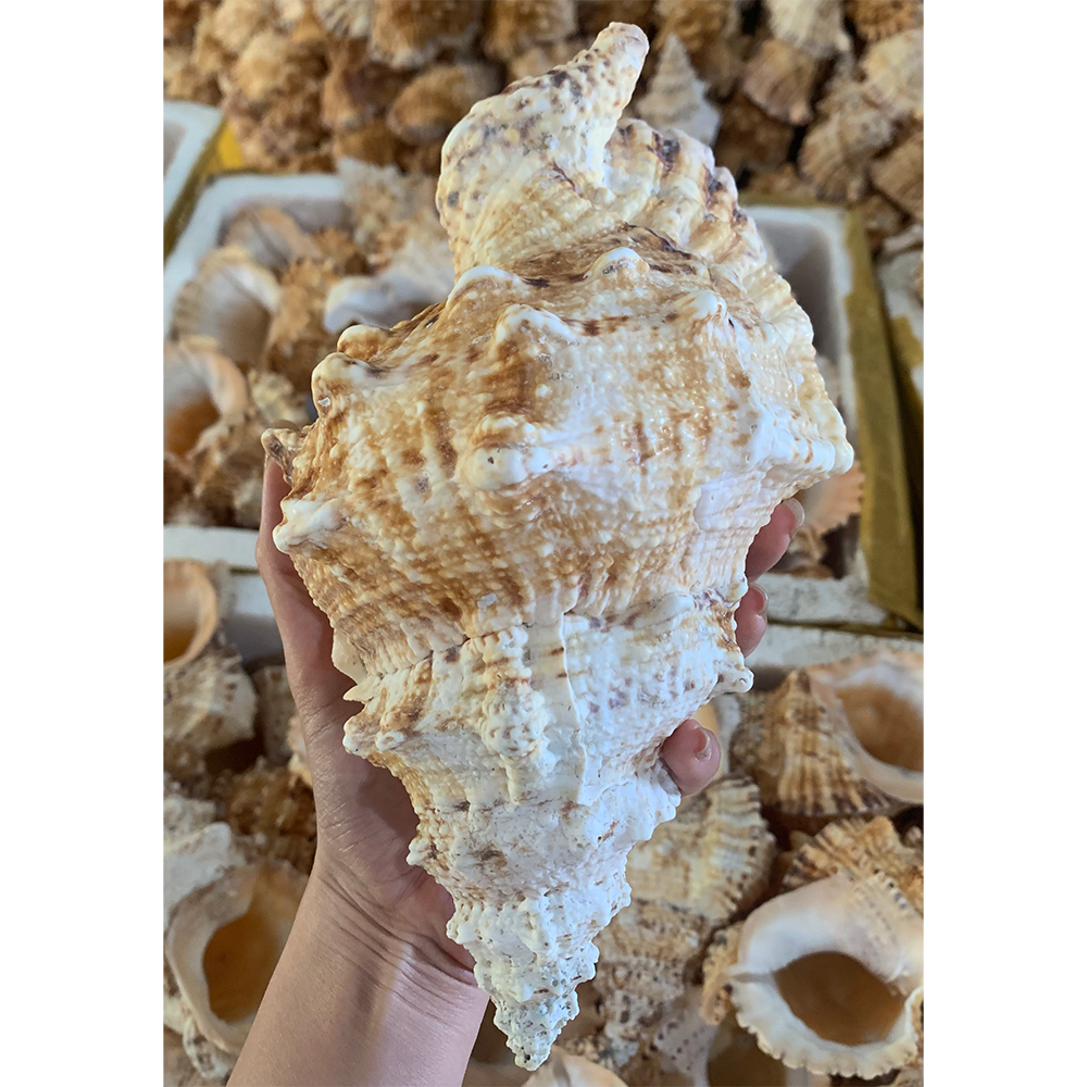 Natural Frog Shells — view 4