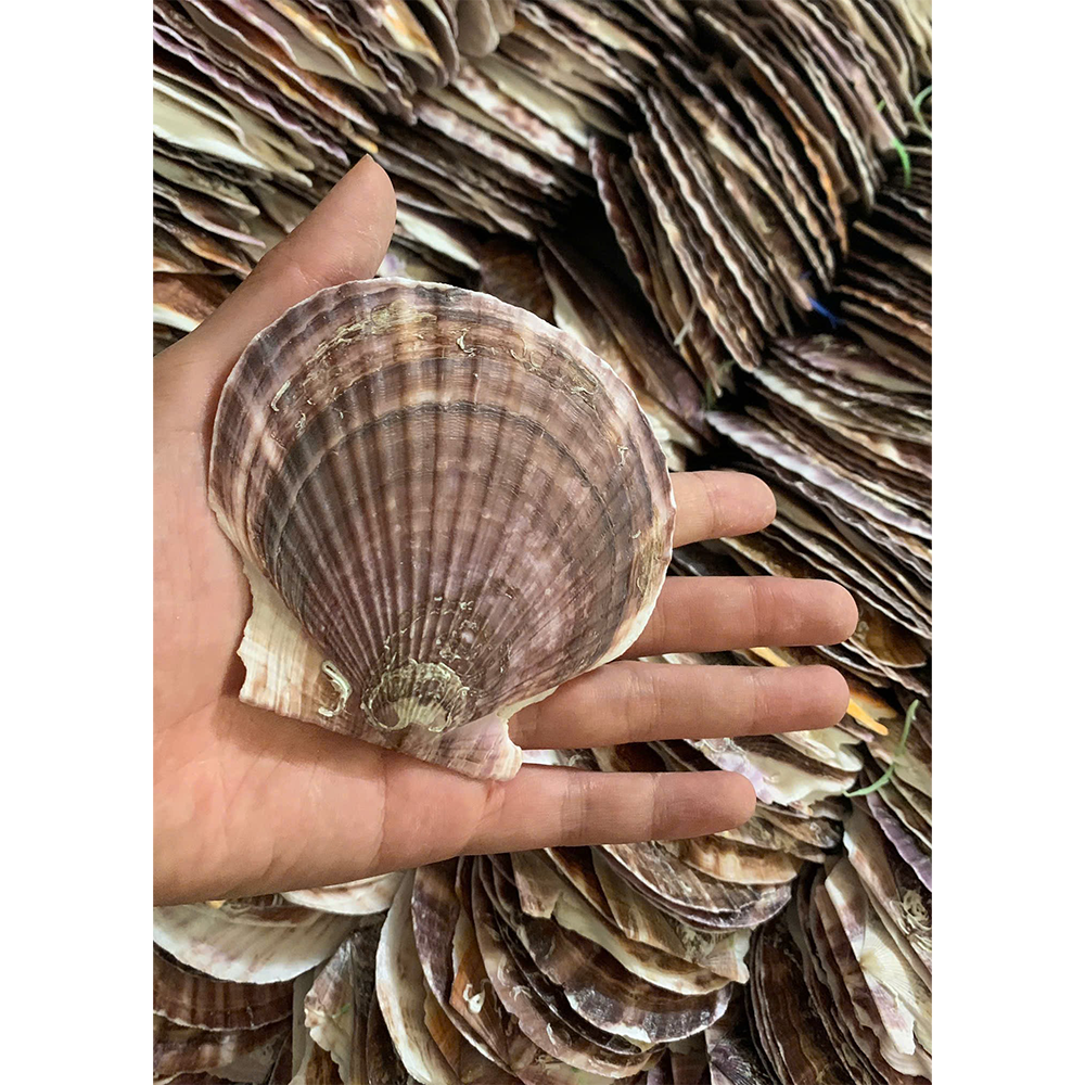 Natural Japanese Scallop Shells — view 2
