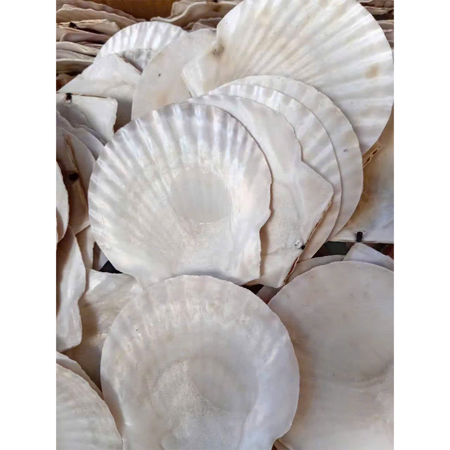 Natural Japanese Scallop Shells — view 3