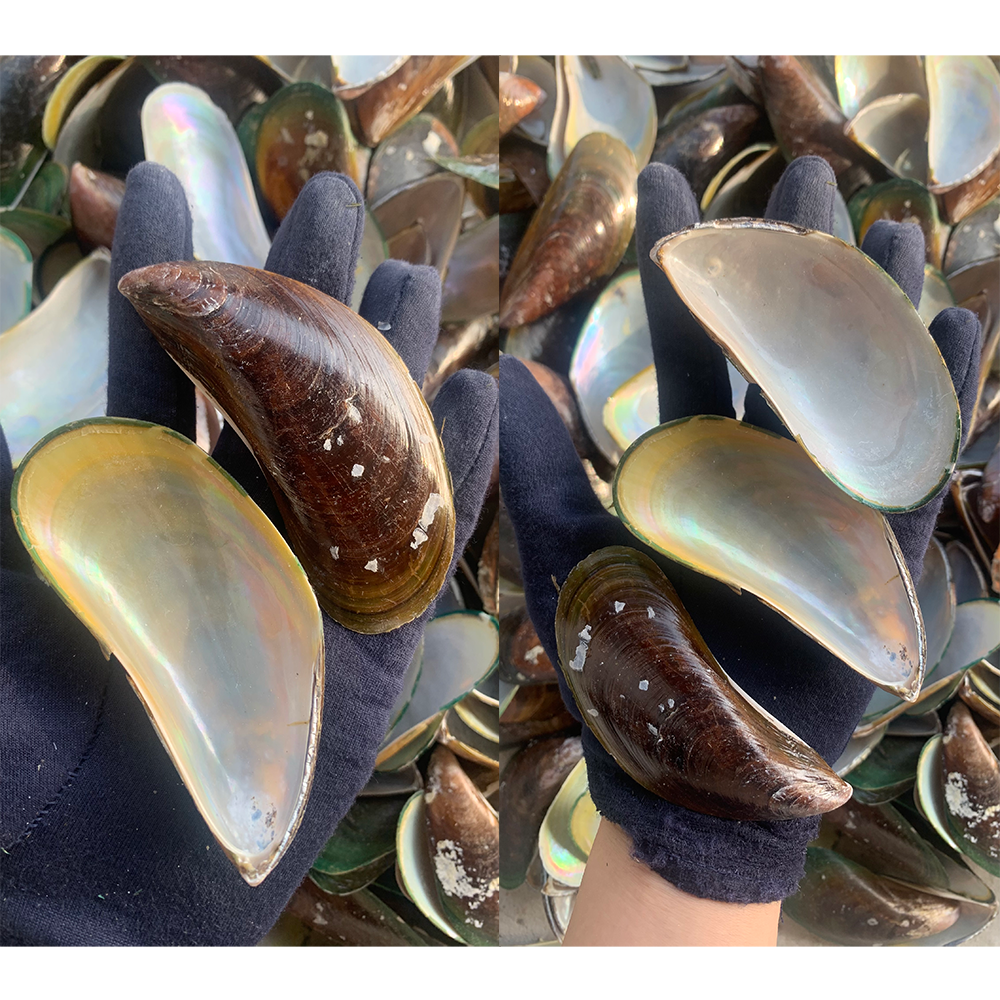 Natural Mussel Shells — view 3