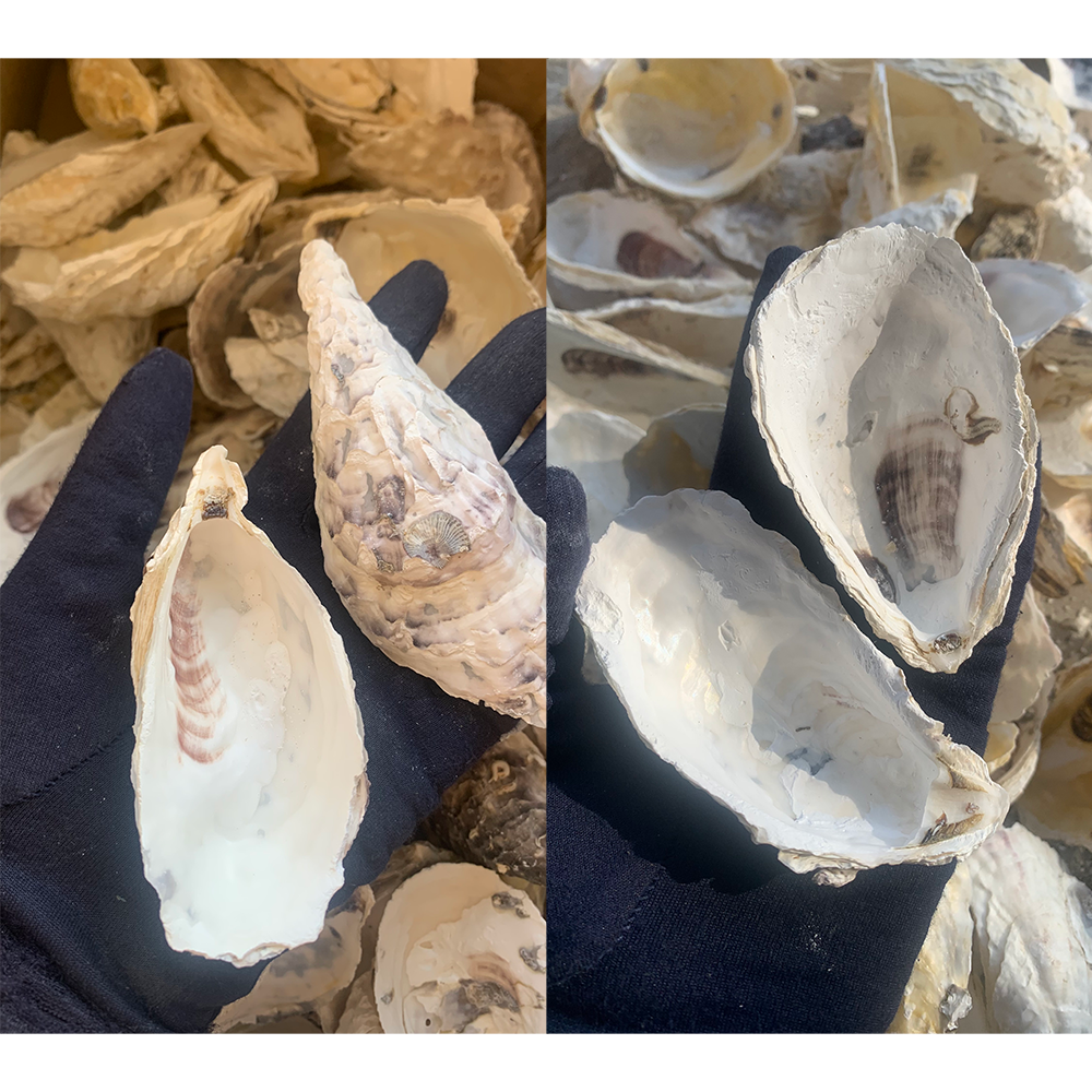 Natural Oyster Shells — view 2
