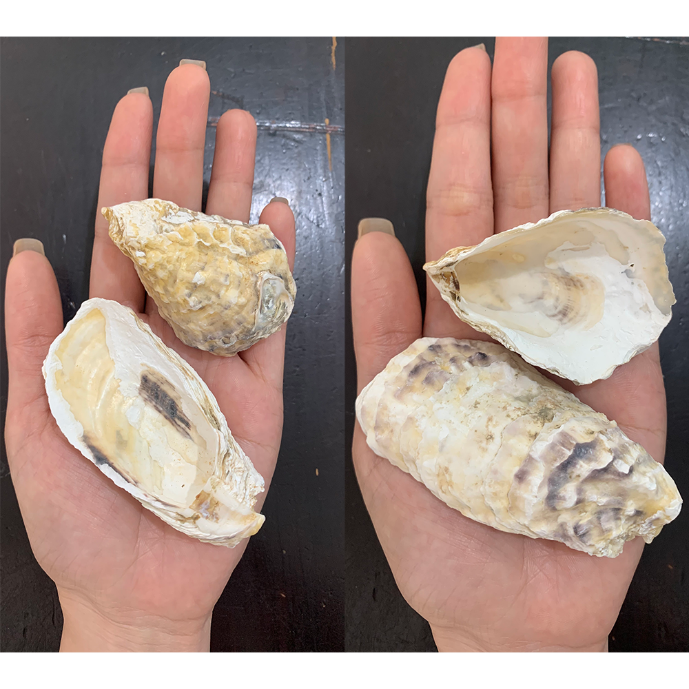 Natural Oyster Shells — view 3