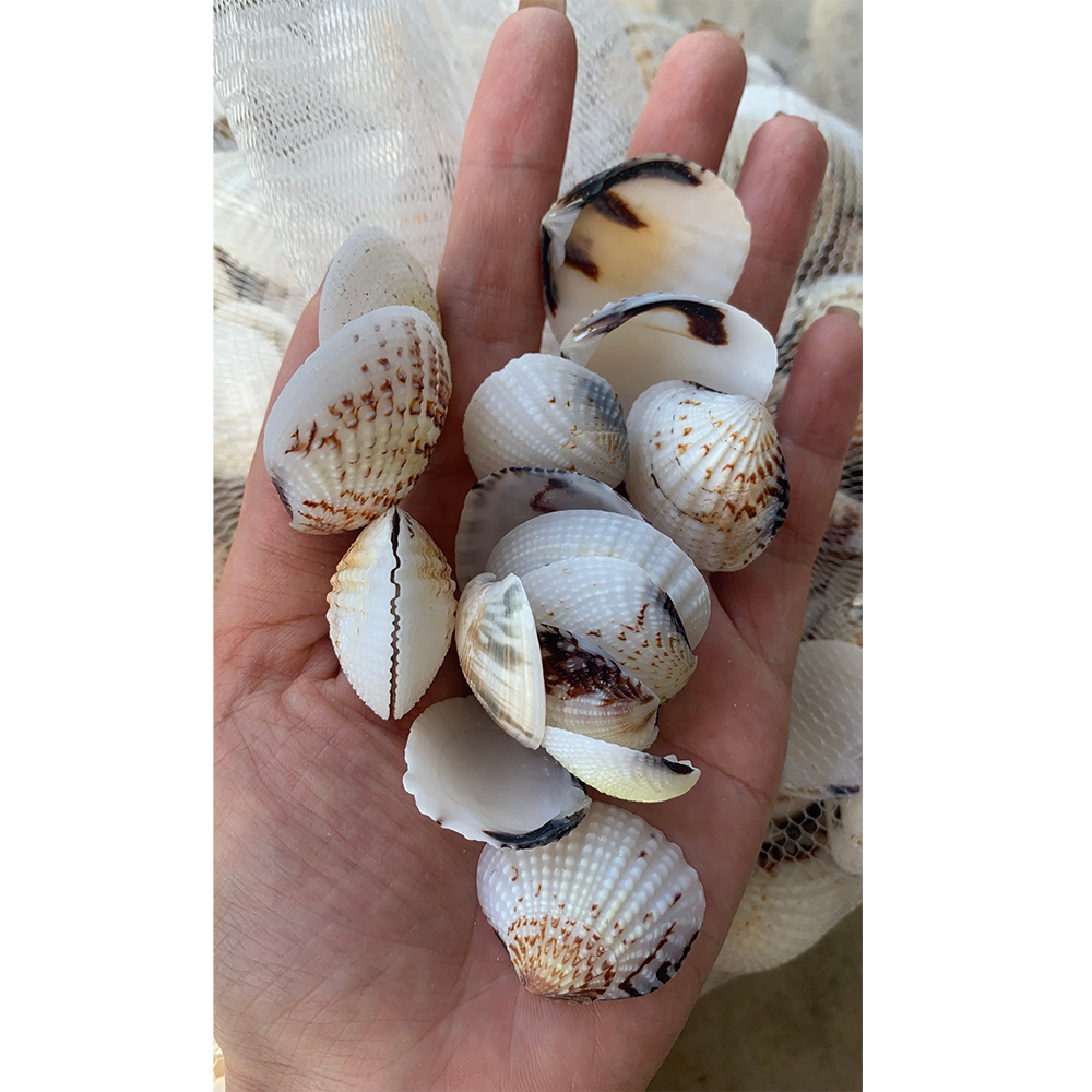 Natural Speckled Venus Clam Shells — view 2