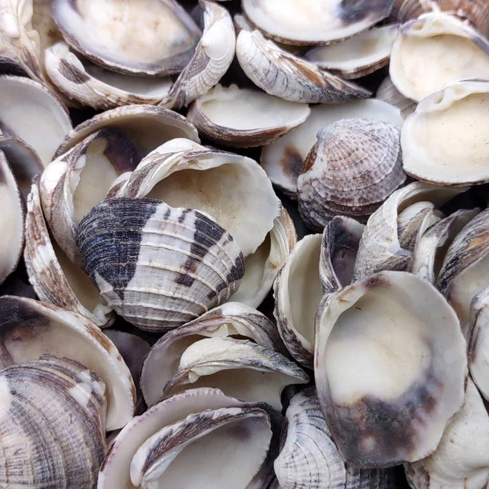 Natural Speckled Venus Clam Shells — view 4