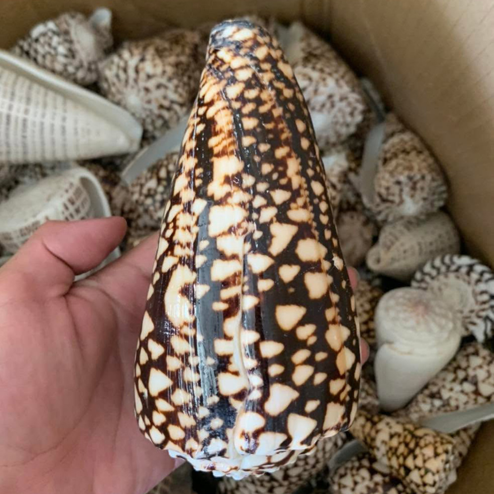 Patterned Cone Shells — view 4
