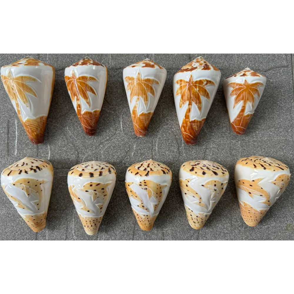 Patterned Cone Shells — view 5