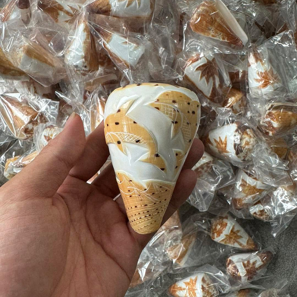 Patterned Cone Shells — view 6