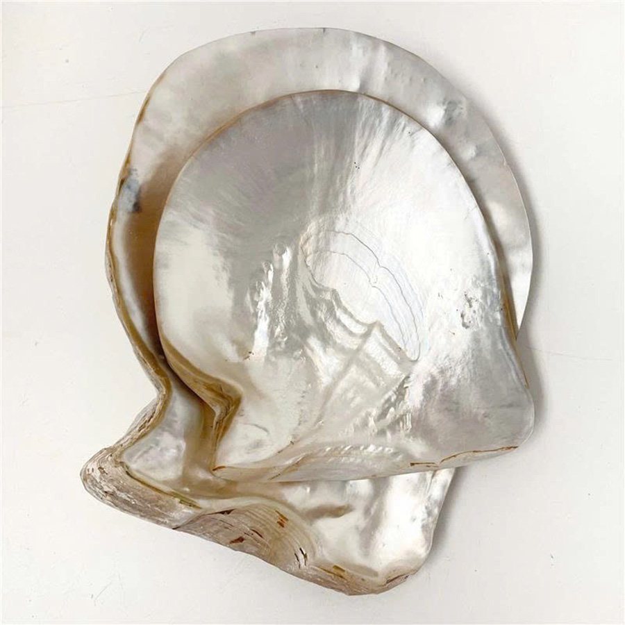 Silver-Lip Pearl Oyster Shells — view 2