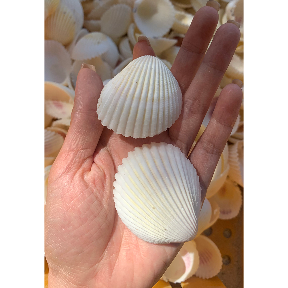Prickly Cockle Shells — view 2
