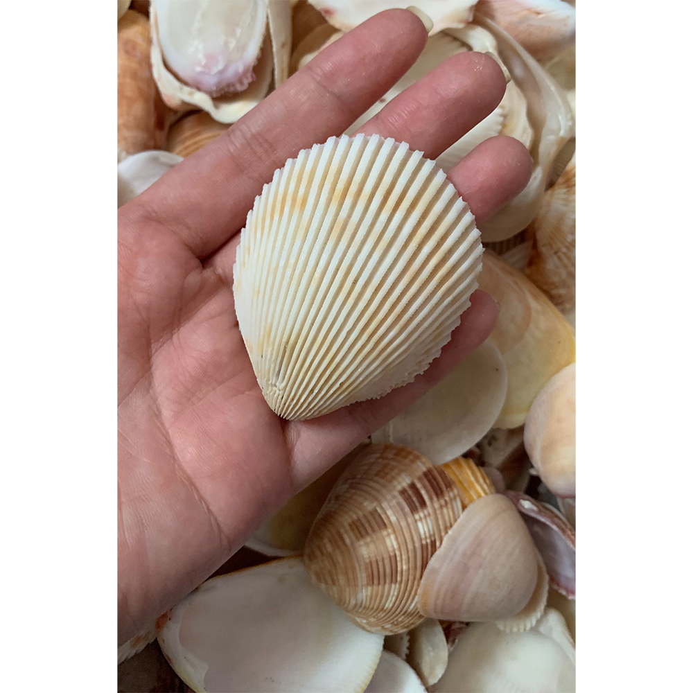 Prickly Cockle Shells — view 3